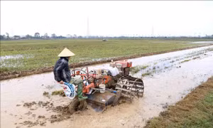 Kéo dài thời gian hỗ trợ phí bảo hiểm nông nghiệp đến hết năm 2021