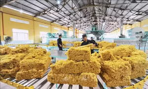 Nhiều dư địa cho xuất khẩu cao su sang Hoa Kỳ