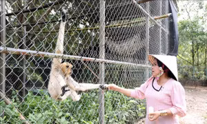 Người phụ nữ Khmer nặng lòng với các loài động vật hoang dã