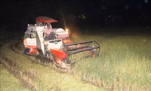 Nông dân Nghệ An thu hoạch lúa vào ban đêm để tránh nắng nóng 40 độ C