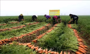 Hải Dương xuất bán 48 tấn cà rốt trong ngày mùng 1 Tết