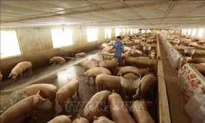 Người chăn nuôi sợ thua lỗ vì giá thức ăn tăng cao