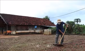 Nông dân Đắk Lắk hối hả thu hoạch cà phê