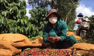 Thu hái quả chín giúp tăng sản lượng cà phê trên 10%