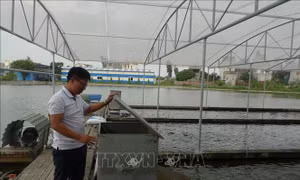 Khởi nghiệp thành công với mô hình tạo 'sông trong ao'