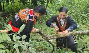 Nguồn thu bền vững cho người dân từ trồng rừng