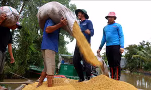 Đẩy mạnh cho vay thu mua, kinh doanh lúa, gạo khu vực Đồng bằng sông Cửu Long
