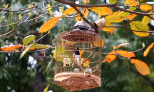 Nên thơ những sắc bàng lá đỏ