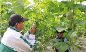 Liên kết sản xuất, tiêu thụ giữa hợp tác xã và doanh nghiệp
