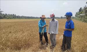 Không tuân thủ khuyến cáo, nhiều diện tích lúa vụ 3 thiệt hại nặng nề