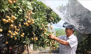 Nhãn nghịch vụ được mùa, giá cao