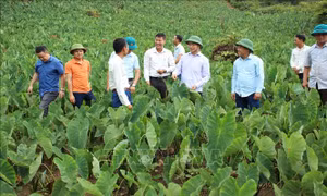 Khoai sọ nương ở Trạm Tấu - sản vật được thiên nhiên ban tặng