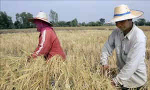 Thị trường nông sản: Giá gạo trắng 5% tấm của Thái Lan cao nhất trong 2 tháng