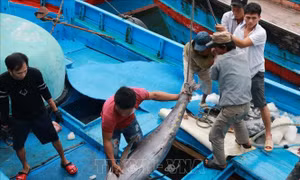 Ngư dân trúng đậm cá ngừ đại dương chuyến biển cuối năm