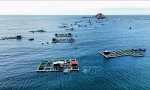 Vận dụng tối đa các chính sách thu hút đầu tư nuôi biển công nghệ cao