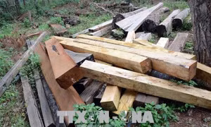 Bắt đối tượng cầm đầu nhóm 'lâm tặc' cướp tang vật vi phạm