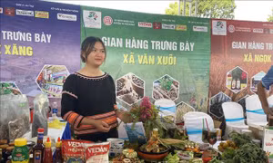 Đặc sắc 120 món ăn chế biến từ đẳng sâm