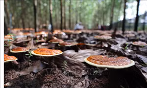 Phê duyệt dự án trồng nấm chi đỏ dưới tán rừng keo lai và cà phê