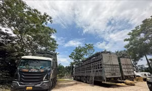 Tạm giữ 3 xe ô tô tải vận chuyển 150 con trâu không rõ nguồn gốc