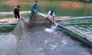 Hướng đi mới từ nuôi cá lồng trên lòng hồ thủy điện