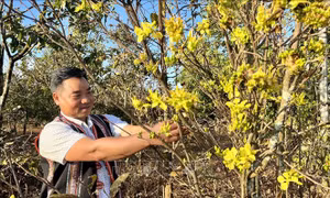 Làng mai trong phố núi Pleiku