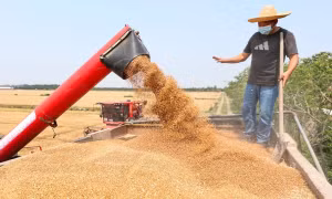 ‘Cánh đồng thông minh’ đưa Trung Quốc tiến gần mục tiêu tự chủ lương thực