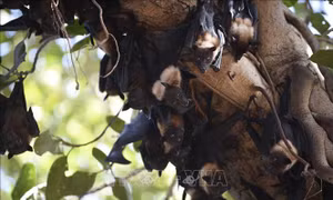 Nghiên cứu Trung Quốc phát hiện thuốc kháng virus có thể ứng phó dịch Nipah