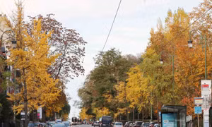Ginkgo biloba: Vũ điệu vàng của mùa thu châu Âu