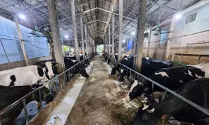 Phát triển bền vững và xanh hóa ngành công nghiệp chế biến sữa