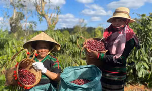 Xây dựng, phát triển vùng sản xuất nông nghiệp tập trung