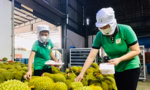 Ngoại giao kinh tế mở thị trường nông sản