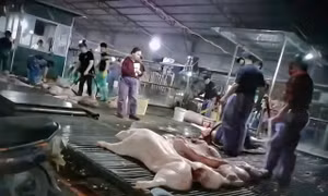 Cần đồng bộ giải pháp từ sản xuất, giám sát đến vận chuyển tiêu thụ thực phẩm