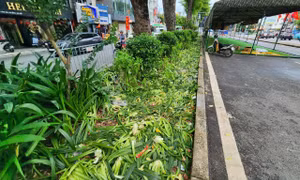 Loạt vườn hoa trên các tuyến phố bị người dân giẫm nát