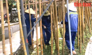 Nhân viên Công ty Cây xanh Hà Nội chỉnh trang "rừng trúc" ven hồ Trúc Bạch.