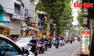 98 cây xanh sẽ được di chuyển, chặt hạ để làm đường Vành đai 1, đoạn Hoàng Cầu - Voi Phục