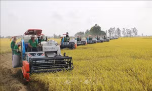 Nông nghiệp sinh thái - hướng đi bền vững cho tương lai