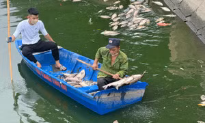 Cá chết nổi trắng hồ điều hòa công viên Nghĩa Đô
