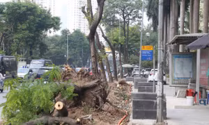 Hà Nội chặt cây, xén vỉa hè mở rộng tuyến phố giờ nào cũng tắc