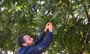 Trung Quốc áp thuế chống bán phá giá cao đối với hồ đào nhập khẩu từ Mỹ và Mexico