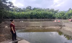 Cá chết hàng loạt ở Bắc Quang (Tuyên Quang): Chờ câu trả lời từ cơ quan chức năng