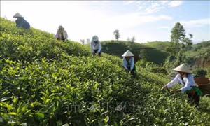 Phát huy hiệu quả chương trình mục tiêu quốc gia ở vùng đồng bào dân tộc thiểu số 