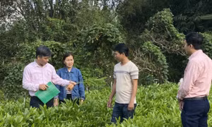Những cán bộ tín dụng chính sách vùng đất núi Ấn sông Trà - Quảng Ngãi