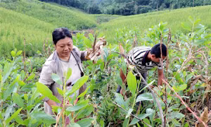 Giảm nghèo - chủ trương giàu tính nhân văn