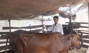  Tín dụng chính sách đồng hành cùng Đồng Tháp phát triển