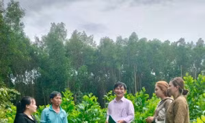Dấu ấn tín dụng chính sách trên vùng sơn cước An Khê