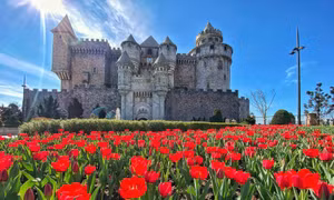 Sun World Ba Na Hills lần đầu ươm trồng 1 triệu tulip trên đỉnh núi đón Tết Nguyên đán 2026