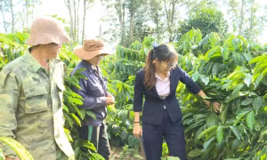 Người dân cao nguyên Gia Lai đổi đời nhờ tín dụng chính sách