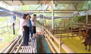 Dòng vốn tín dụng chính sách giúp vùng đất khó Tân Sơn vươn lên
