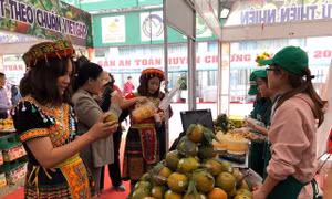  'Tuần lễ cam sành, các sản phẩm OCOP và sản phẩm tiêu biểu tỉnh Hà Giang năm 2019'