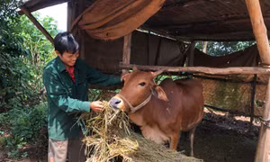 Pleiku giảm nghèo bền vững nhờ nguồn vốn tín dụng chính sách